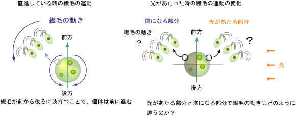 第３回実験報告 ボルボックスー判断のモデル生物 田村京子 学会へ行こう