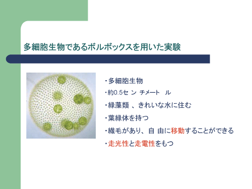 多細胞生物における複合刺激に対する応答 ボルボックスの 走行性と送電性