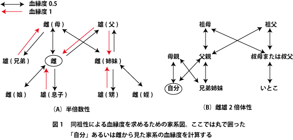 yaegahi_diacamma_090527_fig1.gif