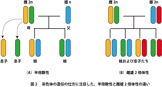 yaegahi_diacamma_090527_fig2.gif